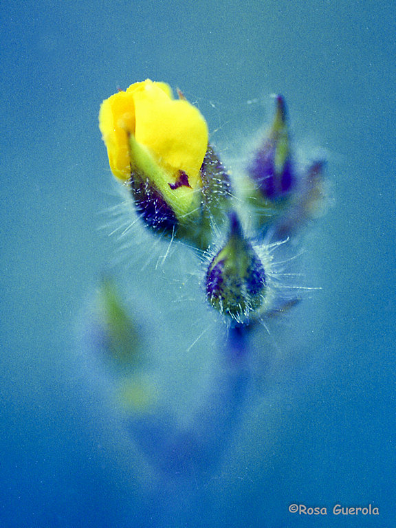Amarilla-Azul.jpg